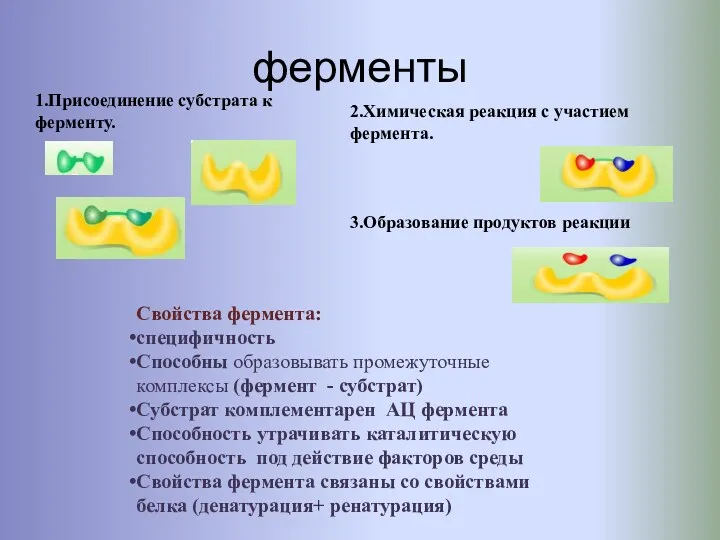 ферменты 1.Присоединение субстрата к ферменту. 2.Химическая реакция с участием фермента.