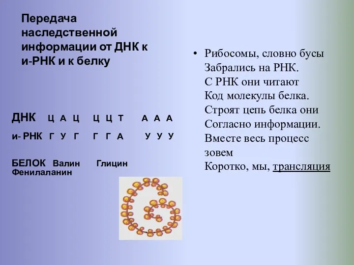 Передача наследственной информации от ДНК к и-РНК и к белку