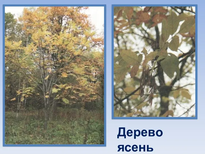 Дерево ясень