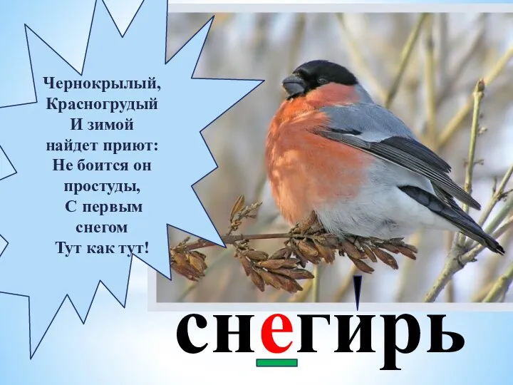 Чернокрылый, Красногрудый И зимой найдет приют: Не боится он простуды,