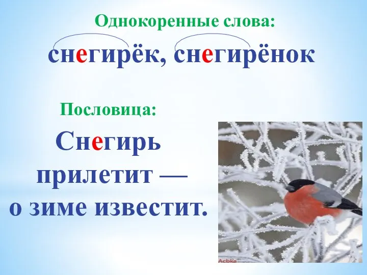 Однокоренные слова: снегирёк, снегирёнок Снегирь прилетит — о зиме известит. Пословица: