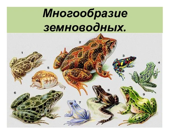 Многообразие земноводных.