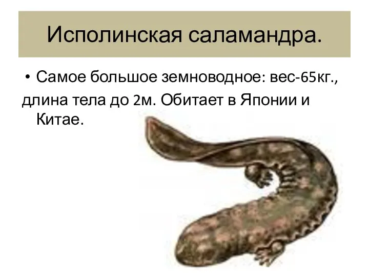 Исполинская саламандра. Самое большое земноводное: вес-65кг., длина тела до 2м. Обитает в Японии и Китае.