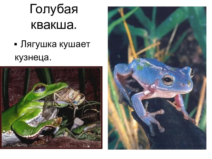 Голубая квакша. Лягушка кушает кузнеца.