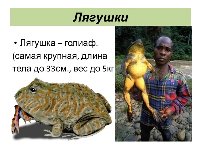 Лягушки Лягушка – голиаф. (самая крупная, длина тела до 33см., вес до 5кг.)