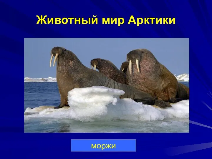 Животный мир Арктики моржи