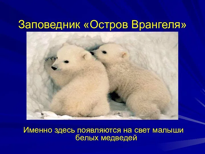 Заповедник «Остров Врангеля» Именно здесь появляются на свет малыши белых медведей