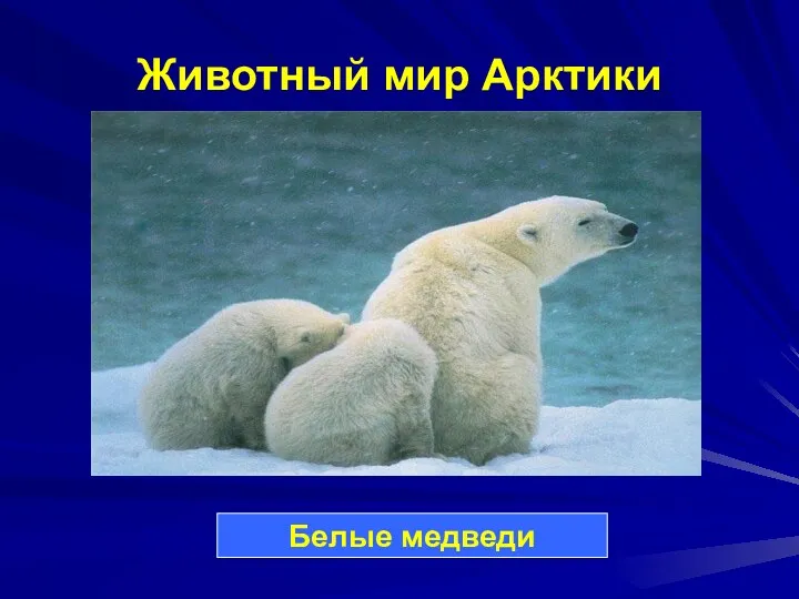 Животный мир Арктики Белые медведи