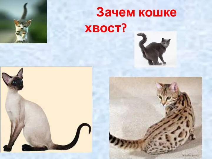 Зачем кошке хвост?