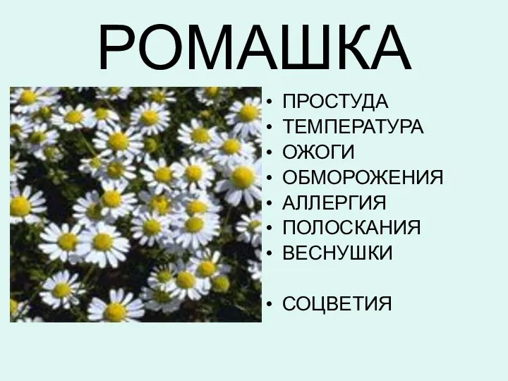 РОМАШКА ПРОСТУДА ТЕМПЕРАТУРА ОЖОГИ ОБМОРОЖЕНИЯ АЛЛЕРГИЯ ПОЛОСКАНИЯ ВЕСНУШКИ СОЦВЕТИЯ