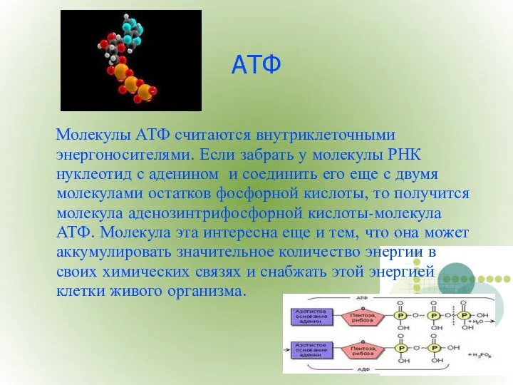 АТФ Молекулы АТФ считаются внутриклеточными энергоносителями. Если забрать у молекулы