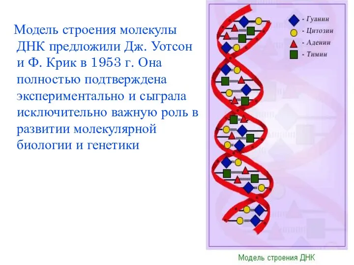 Модель строения молекулы ДНК предложили Дж. Уотсон и Ф. Крик