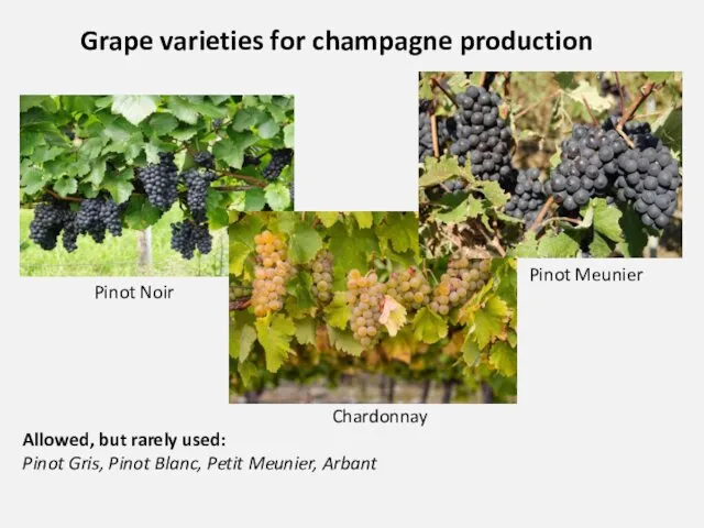 Grape varieties for champagne production Chardonnay Allowed, but rarely used: