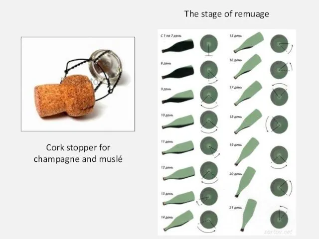 Cork stopper for champagne and muslé The stage of remuage