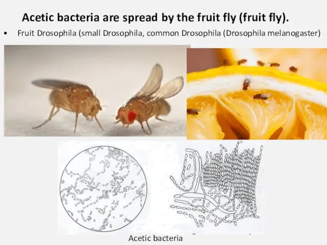 Fruit Drosophila (small Drosophila, common Drosophila (Drosophila melanogaster) Acetic bacteria Acetic bacteria are