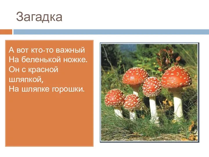 Загадка А вот кто-то важный На беленькой ножке. Он с красной шляпкой, На шляпке горошки.