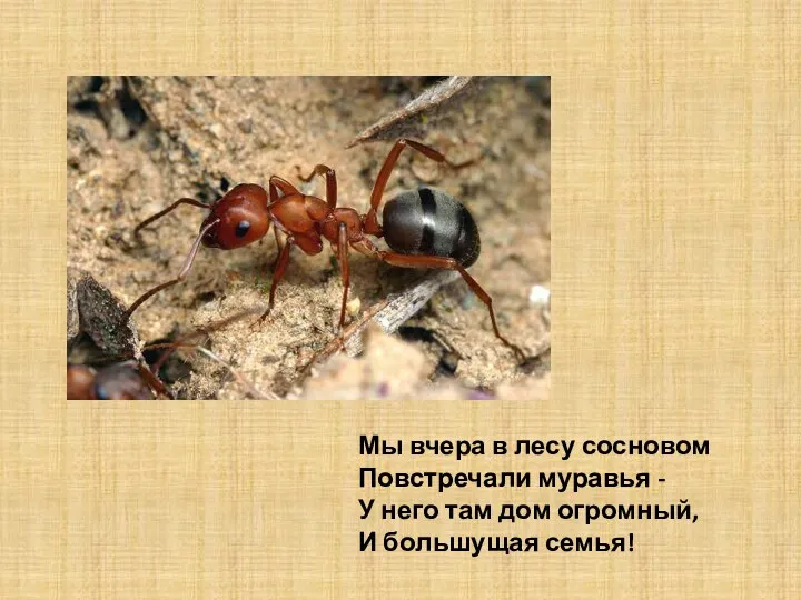 Мы вчера в лесу сосновом Повстречали муравья - У него там дом огромный, И большущая семья!