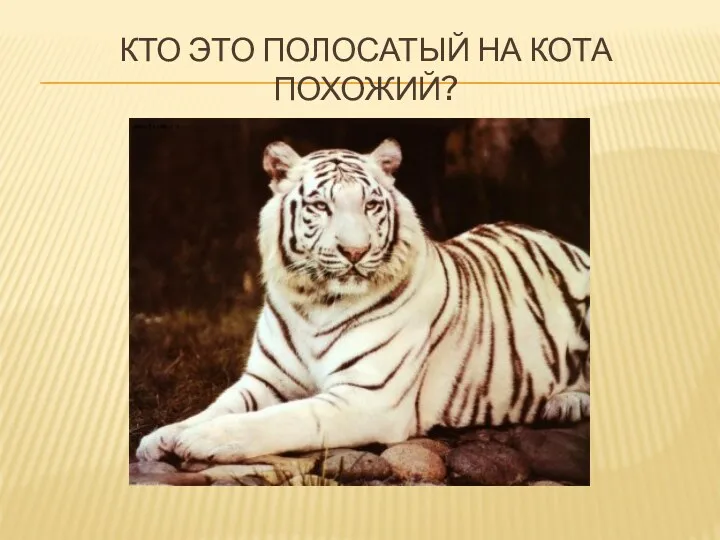 Кто это полосатый на кота похожий?