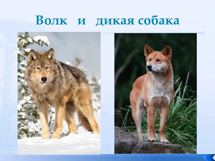 Волк и дикая собака