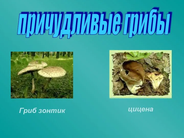 Гриб зонтик цицена причудливые грибы