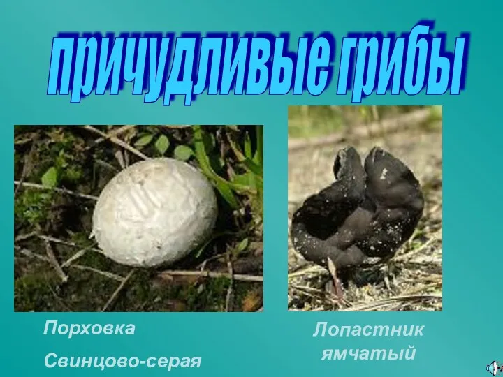 причудливые грибы Порховка Свинцово-серая Лопастник ямчатый