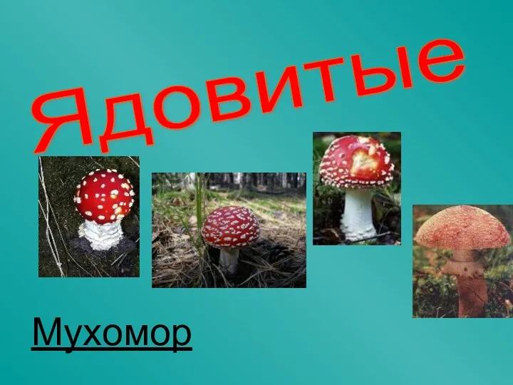 Ядовитые Мухомор