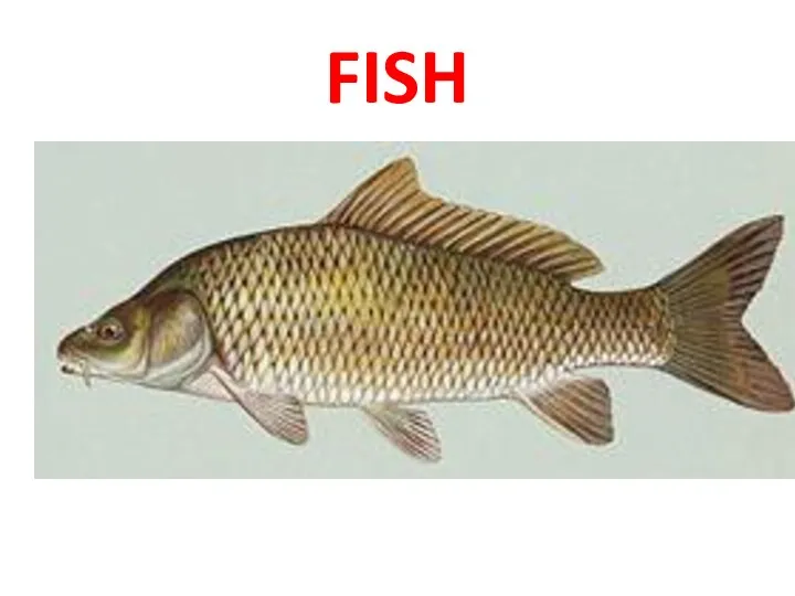 FISH