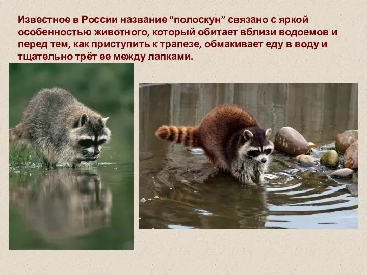 Известное в России название “полоскун” связано с яркой особенностью животного, который обитает вблизи