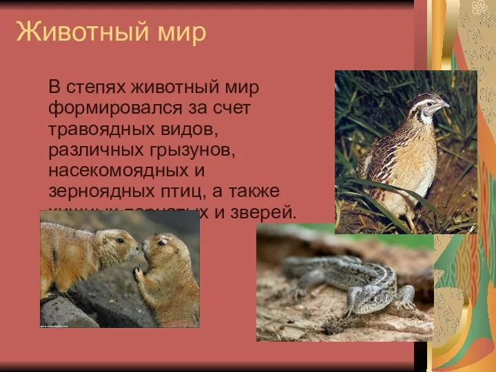 Животный мир В степях животный мир формировался за счет травоядных видов, различных грызунов,
