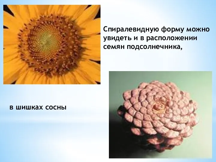 Спиралевидную форму можно увидеть и в расположении семян подсолнечника, в шишках сосны