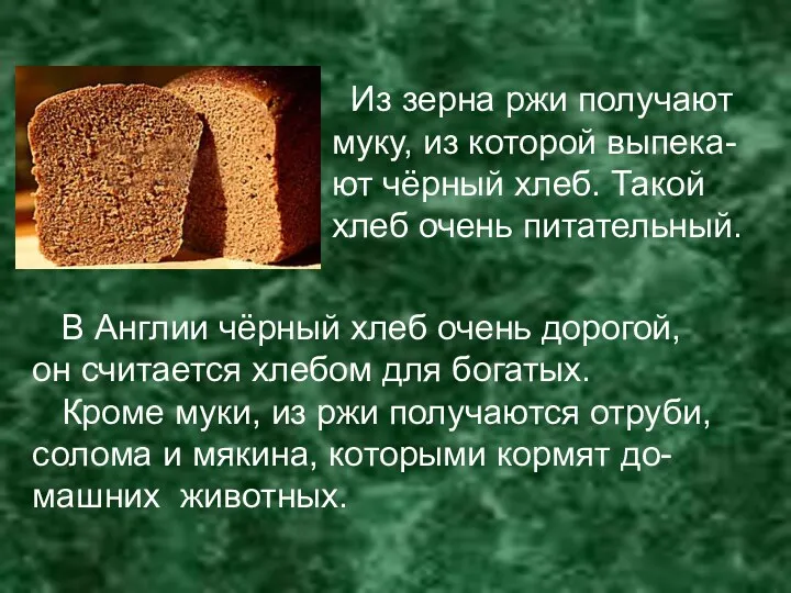 Из зерна ржи получают муку, из которой выпека- ют чёрный хлеб. Такой хлеб