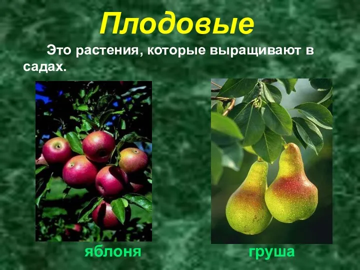 Плодовые Это растения, которые выращивают в садах. яблоня груша