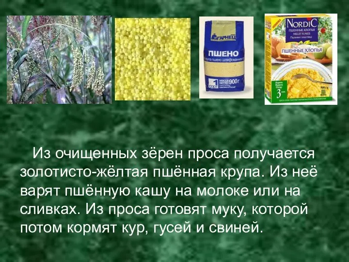 Из очищенных зёрен проса получается золотисто-жёлтая пшённая крупа. Из неё варят пшённую кашу