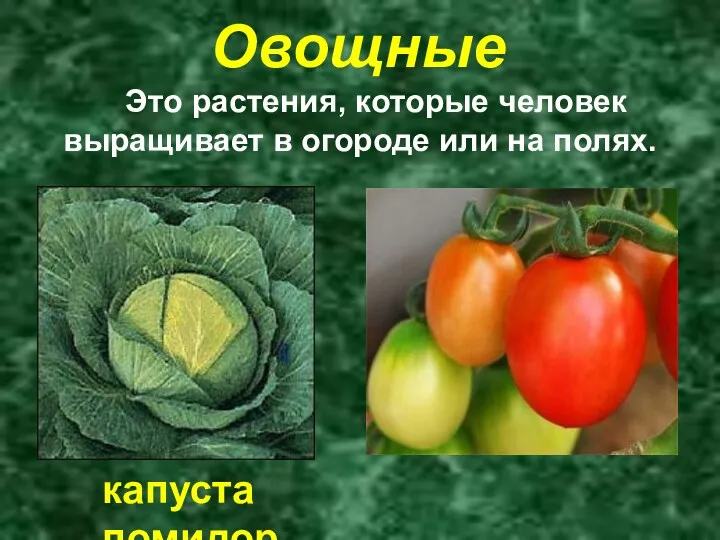 Овощные Это растения, которые человек выращивает в огороде или на полях. капуста помидор