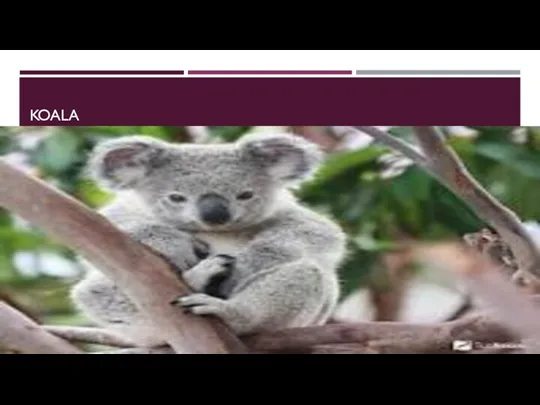 koala