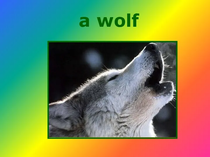 a wolf