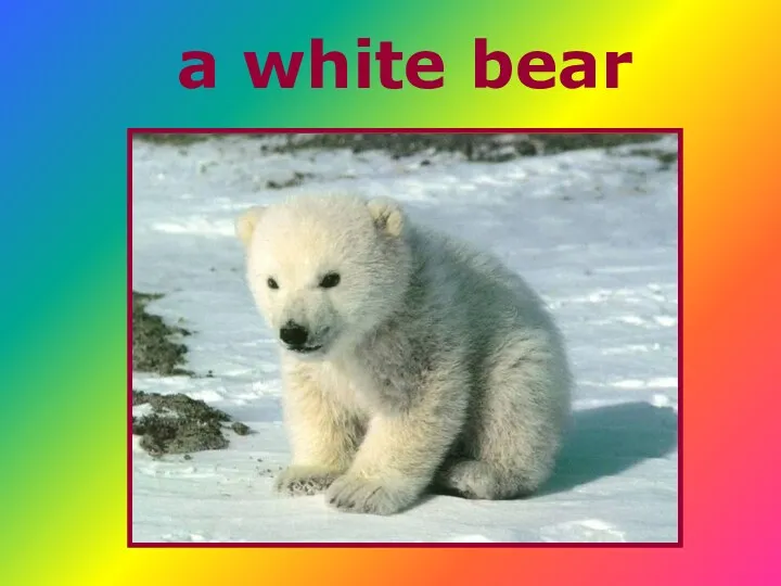 a white bear