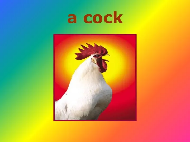 a cock