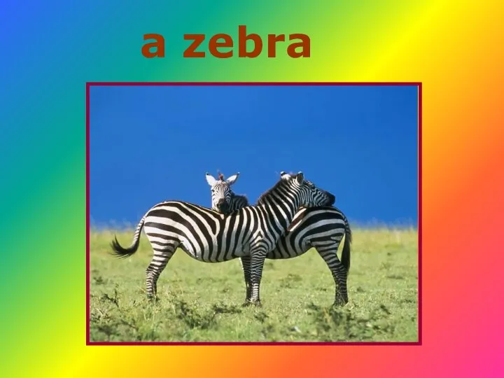 a zebra