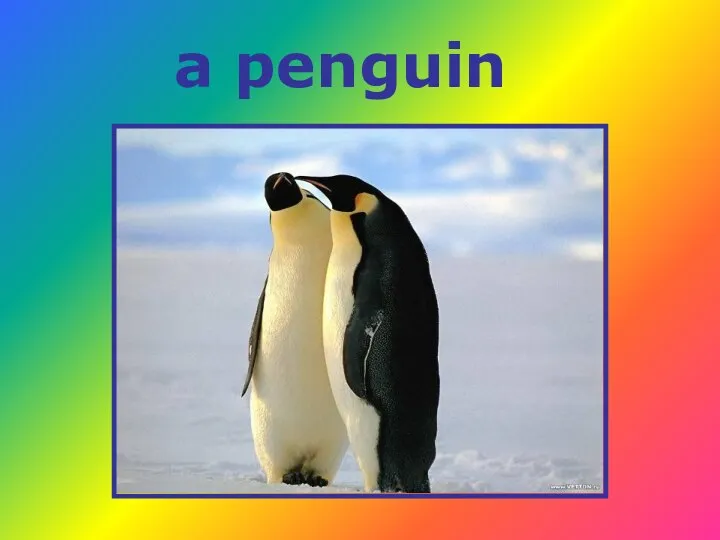 a penguin