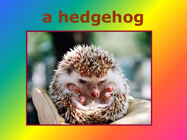 a hedgehog