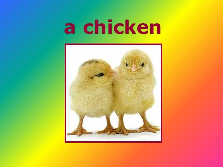 a chicken