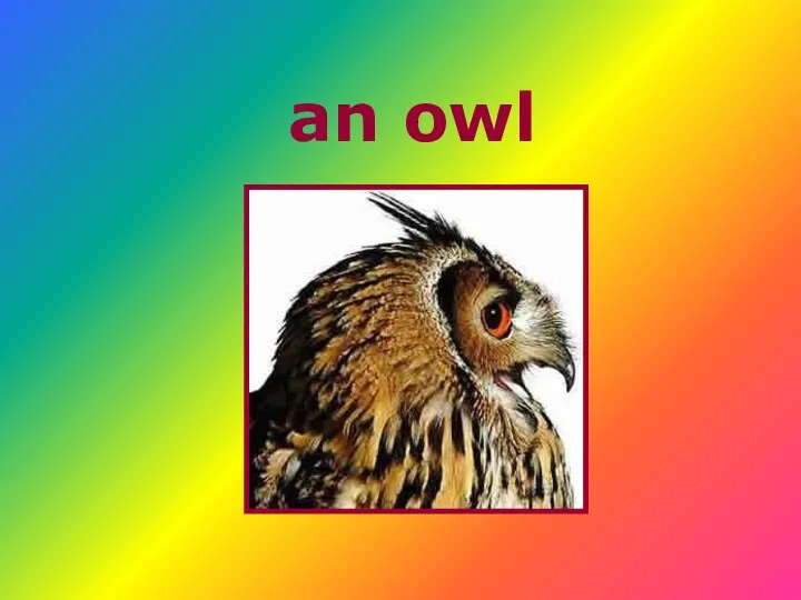 an owl