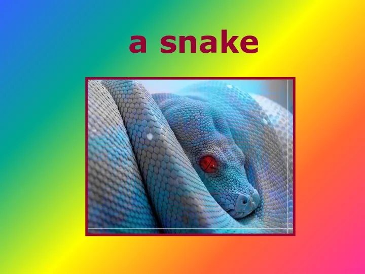 a snake