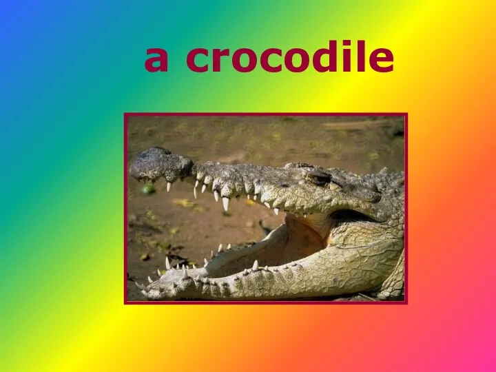 a crocodile