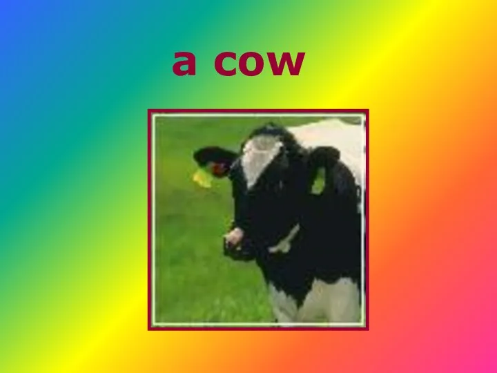 a cow