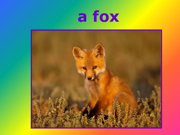 a fox