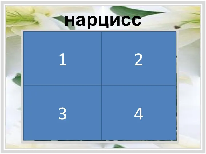 нарцисс 1 2 3 4