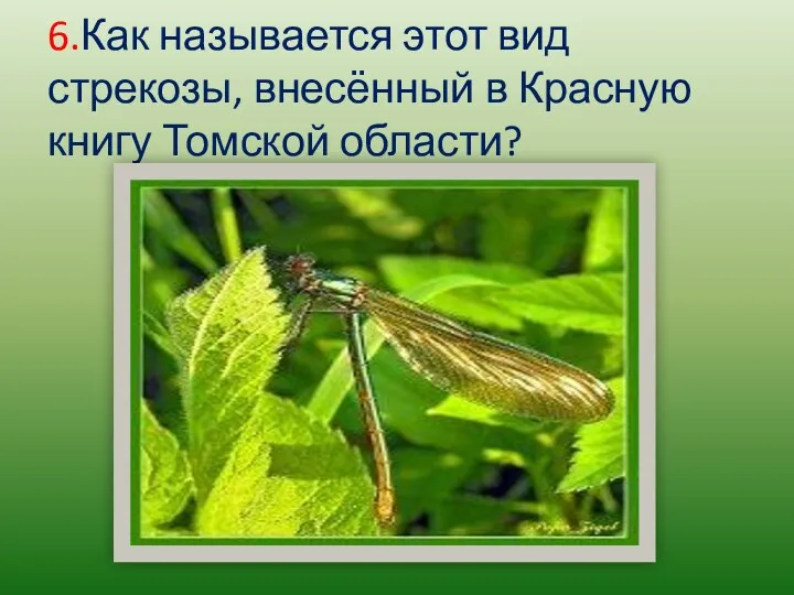 6.Как называется этот вид стрекозы, внесённый в Красную книгу Томской области?