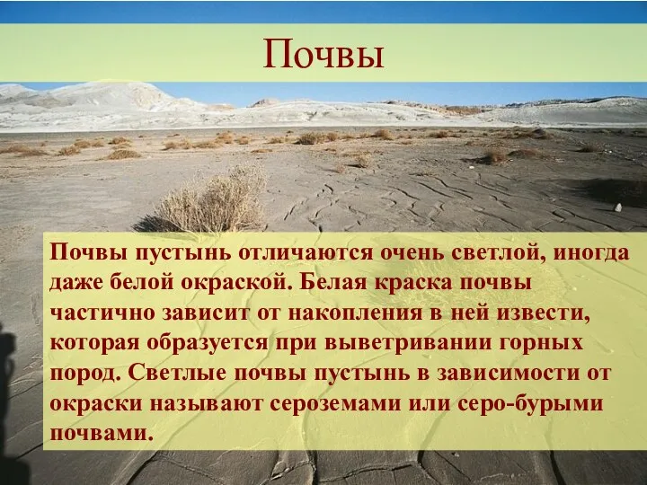 Почвы Почвы пустынь отличаются очень светлой, иногда даже белой окраской.